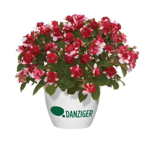 Musica® Bicolor Dark Red