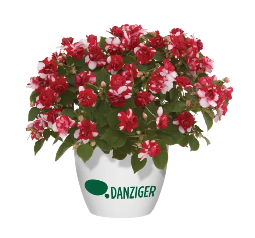 Musica® Bicolor Dark Red