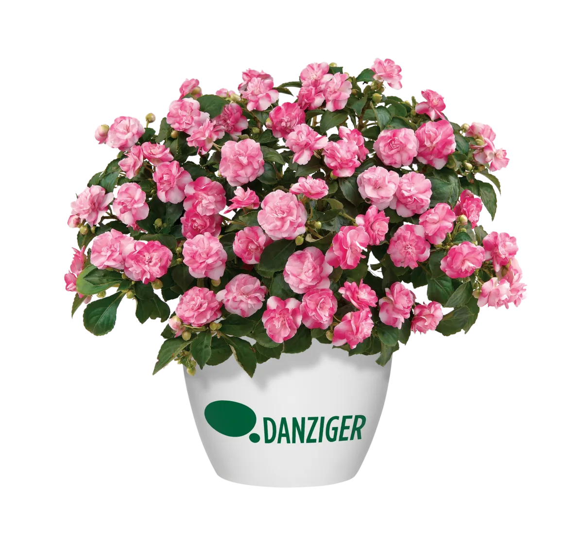 Musica® Bicolor Pink