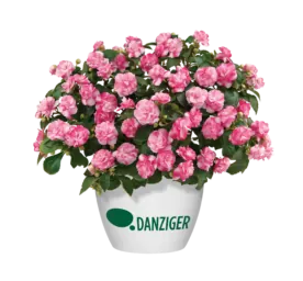 Musica® Bicolor Pink