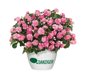 Musica® Bicolor Pink