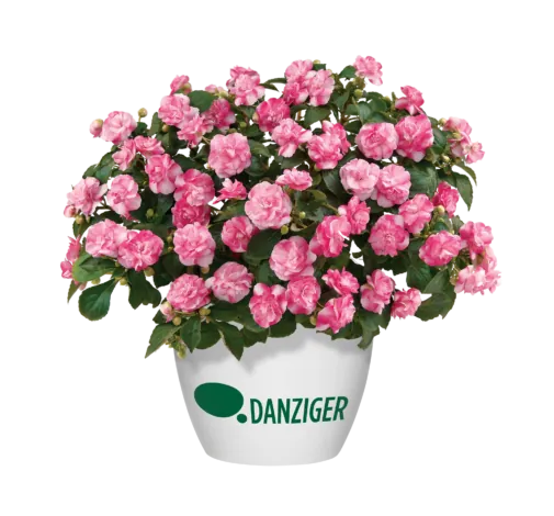 Musica® Bicolor Pink
