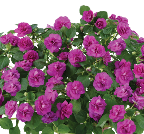 Musica® Electric Purple