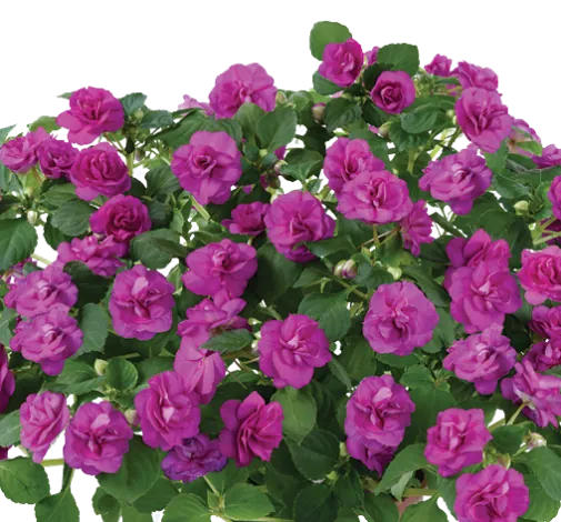 Musica® Electric Purple