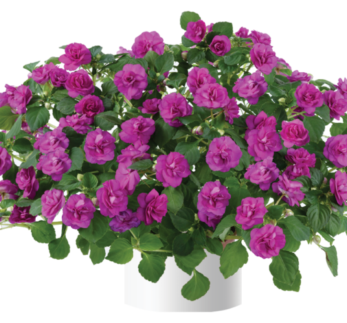 Musica® Electric Purple