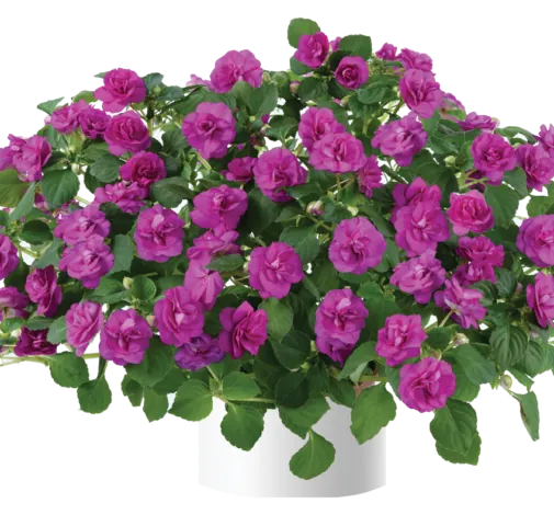 Musica® Electric Purple