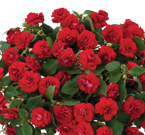 Musica™ Elegant Red