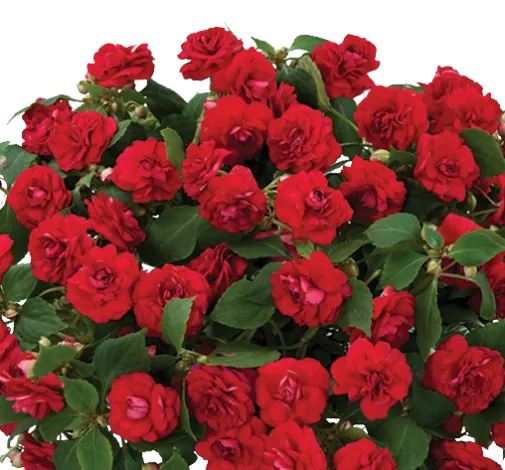 Musica™ Elegant Red