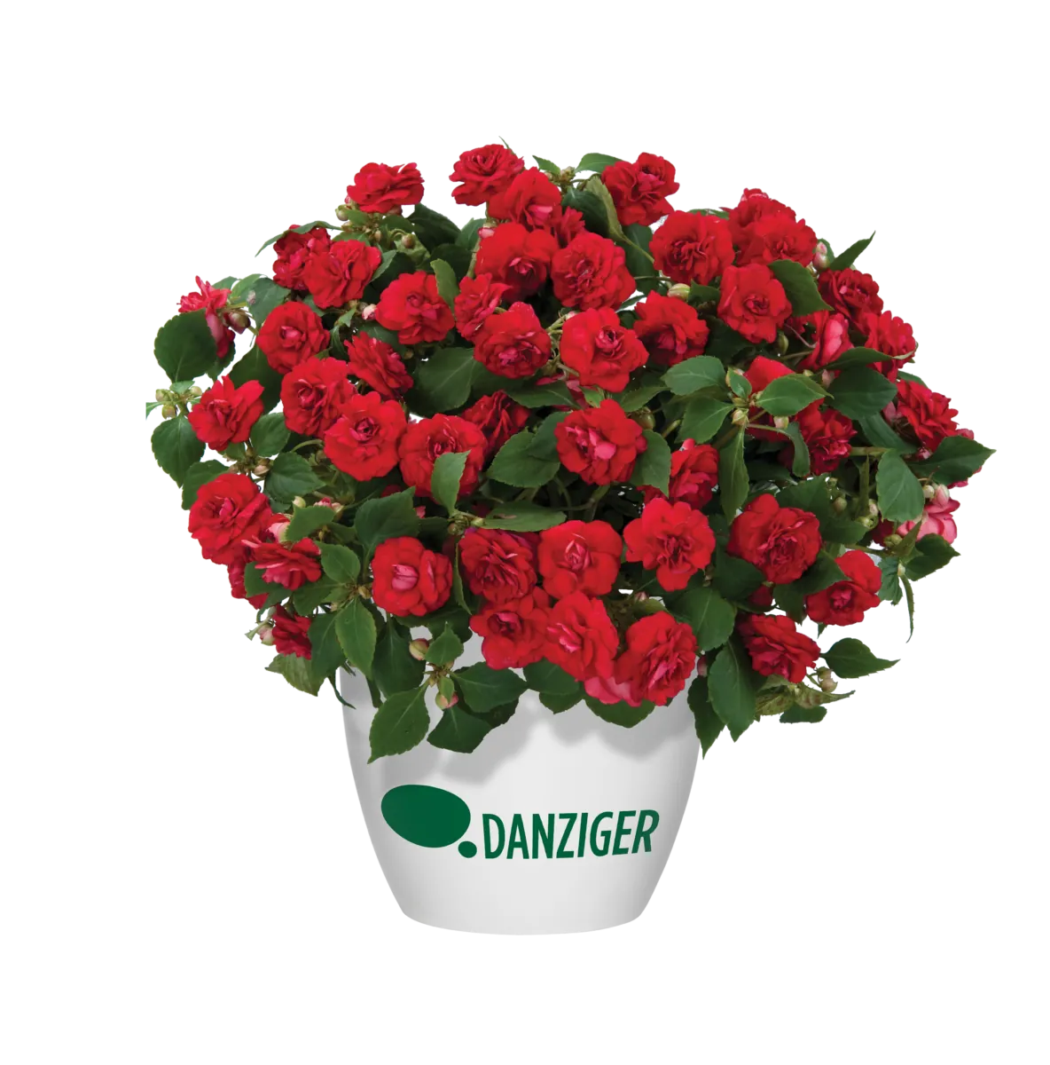 Musica™ Elegant Red