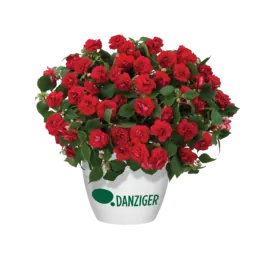 Musica™ Elegant Red