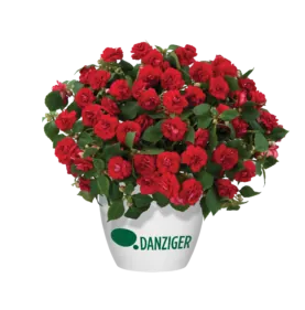 Musica™ Elegant Red