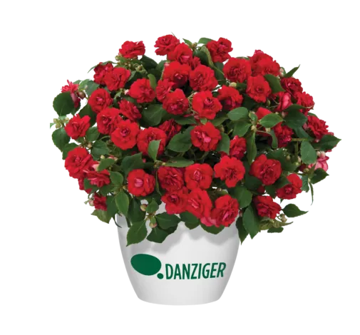 Musica™ Elegant Red