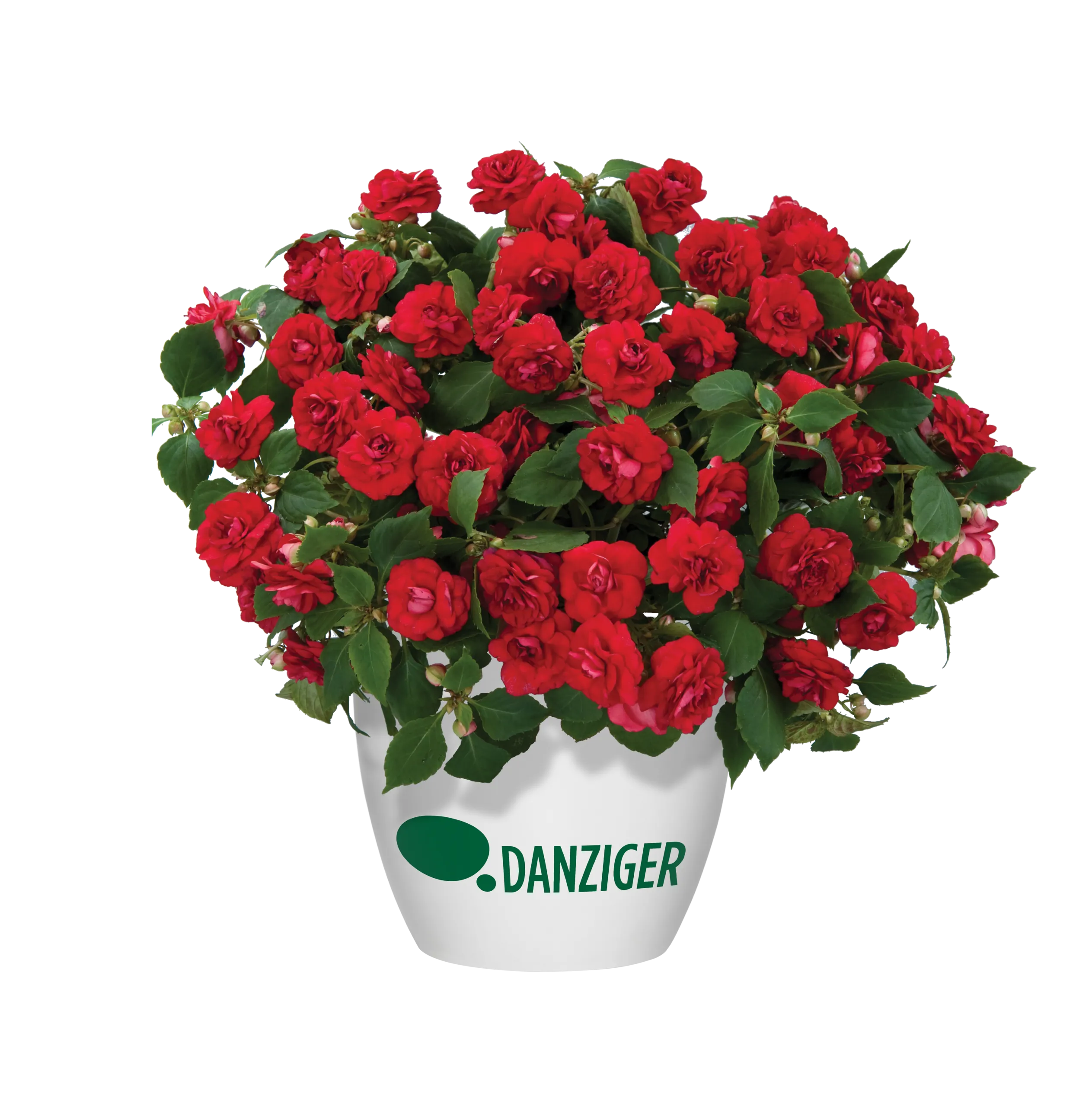 Musica™ Elegant Red - Danziger