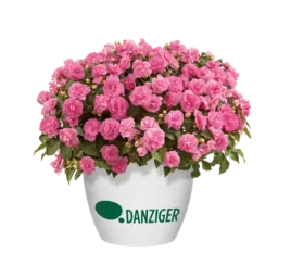 Musica® Pink Aroma