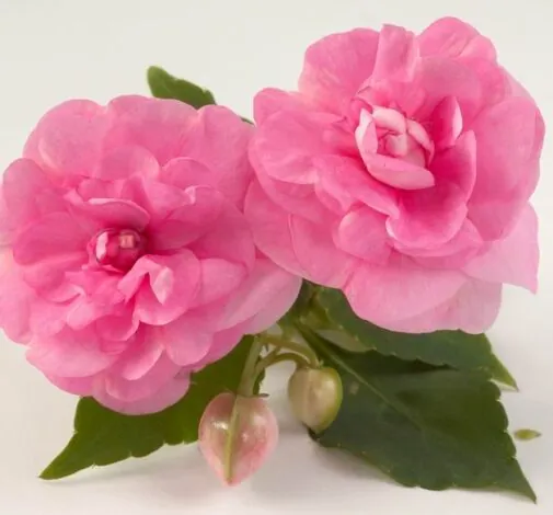 Musica® Pink Aroma