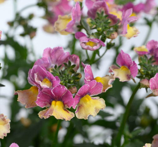 キーナー オルゴール　花　Blume オルゴール 花：おもちゃ：百町森