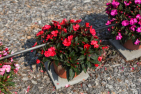 Sol Luna™ Candy Apple