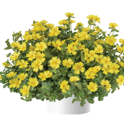 PAZZAZ NANO™ Yellow