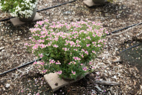 Nesia™ Banana Swirl