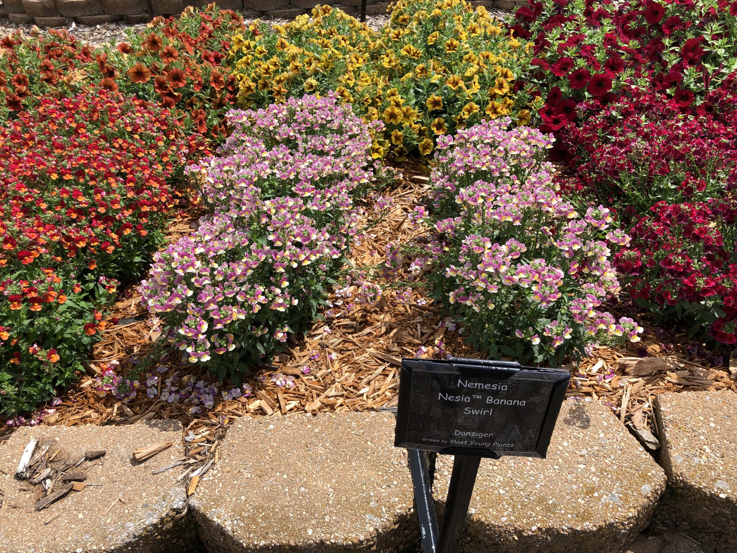 Nesia™ Banana Swirl