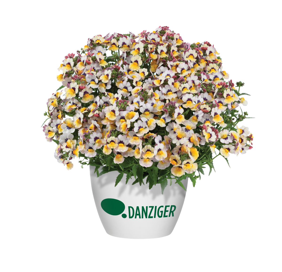 Nesia™ Bananaberry - Danziger