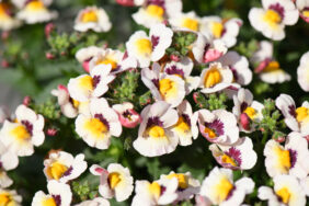 Nesia™ Bananaberry