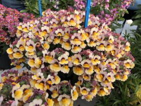 Nesia™ Bananaberry