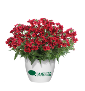 NESIA™ Tangerine - Danziger