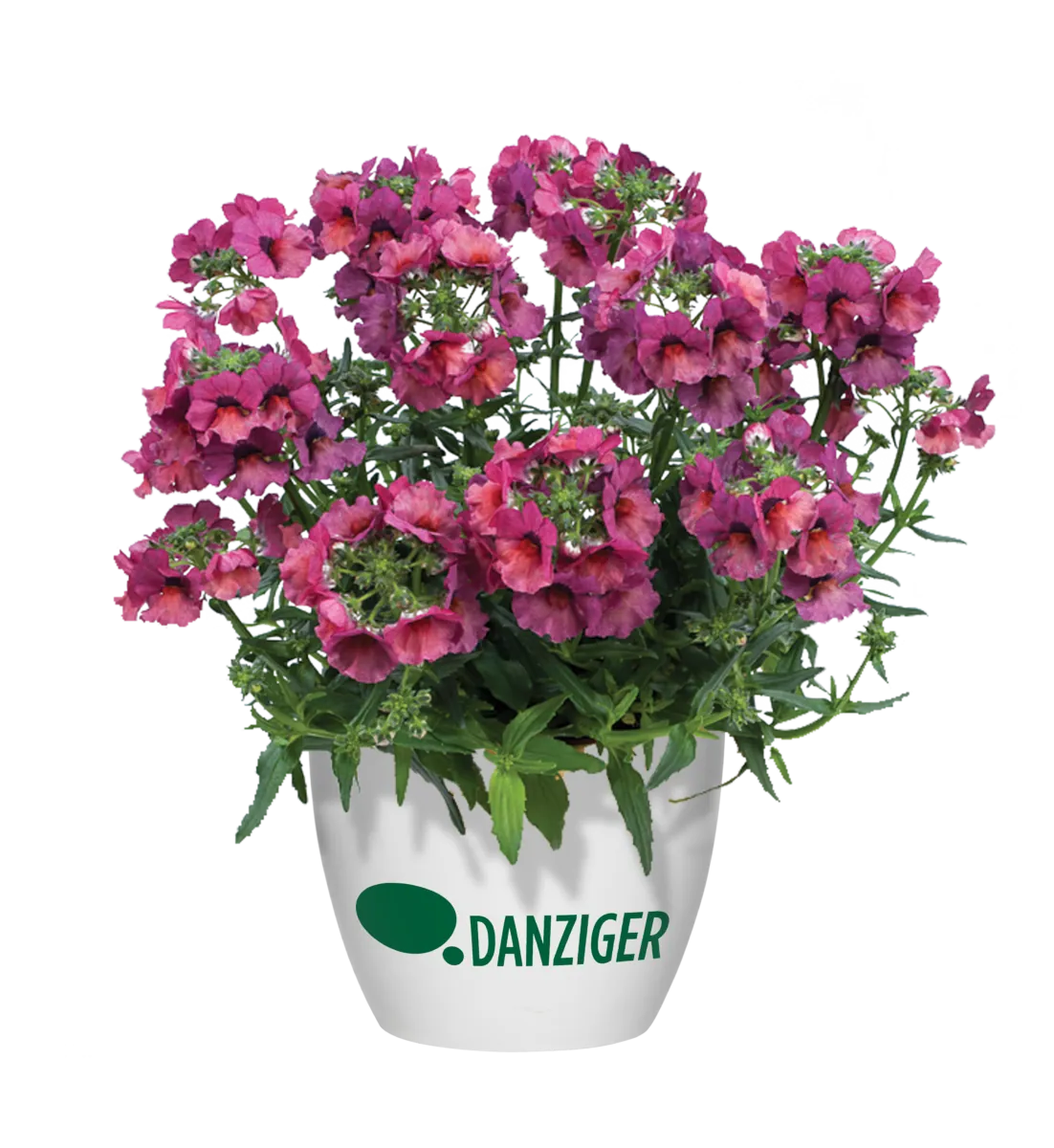 Nesia™ Magenta