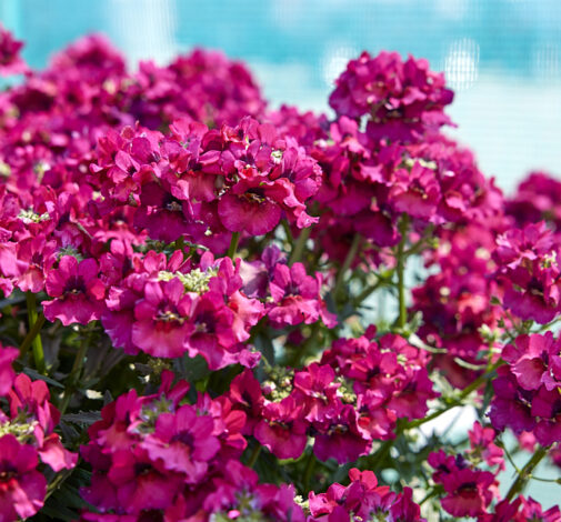 Nesia™ Magenta
