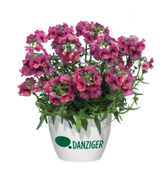 Nesia™ Magenta
