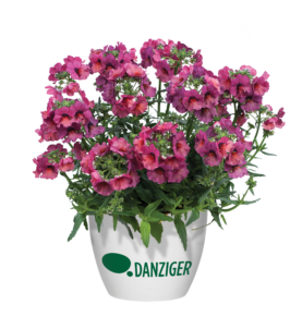 Tropical Sunset™ - Danziger