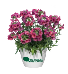 Nesia™ Magenta