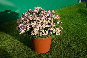 Nesia™ Bananaberry