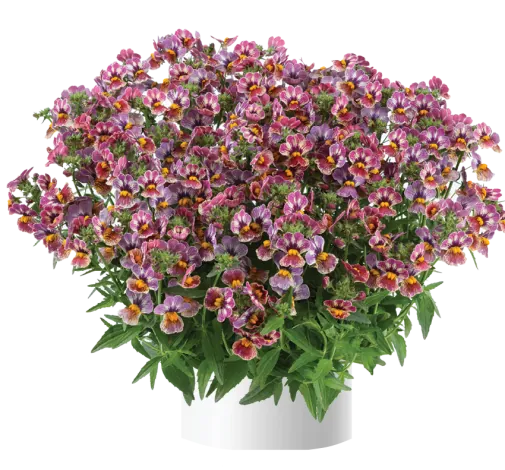 Nesia™ Tutti Frutti