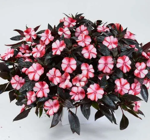 Harmony® Bicolor Red