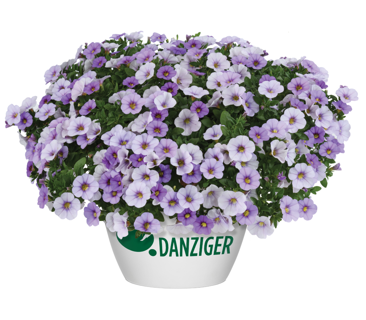 CASCADIAS™ Rim Cherry Improved - Danziger