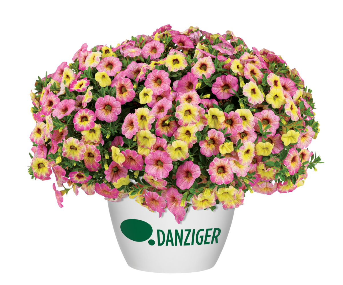 PAZZAZ NANO™ Hot Pink - Danziger
