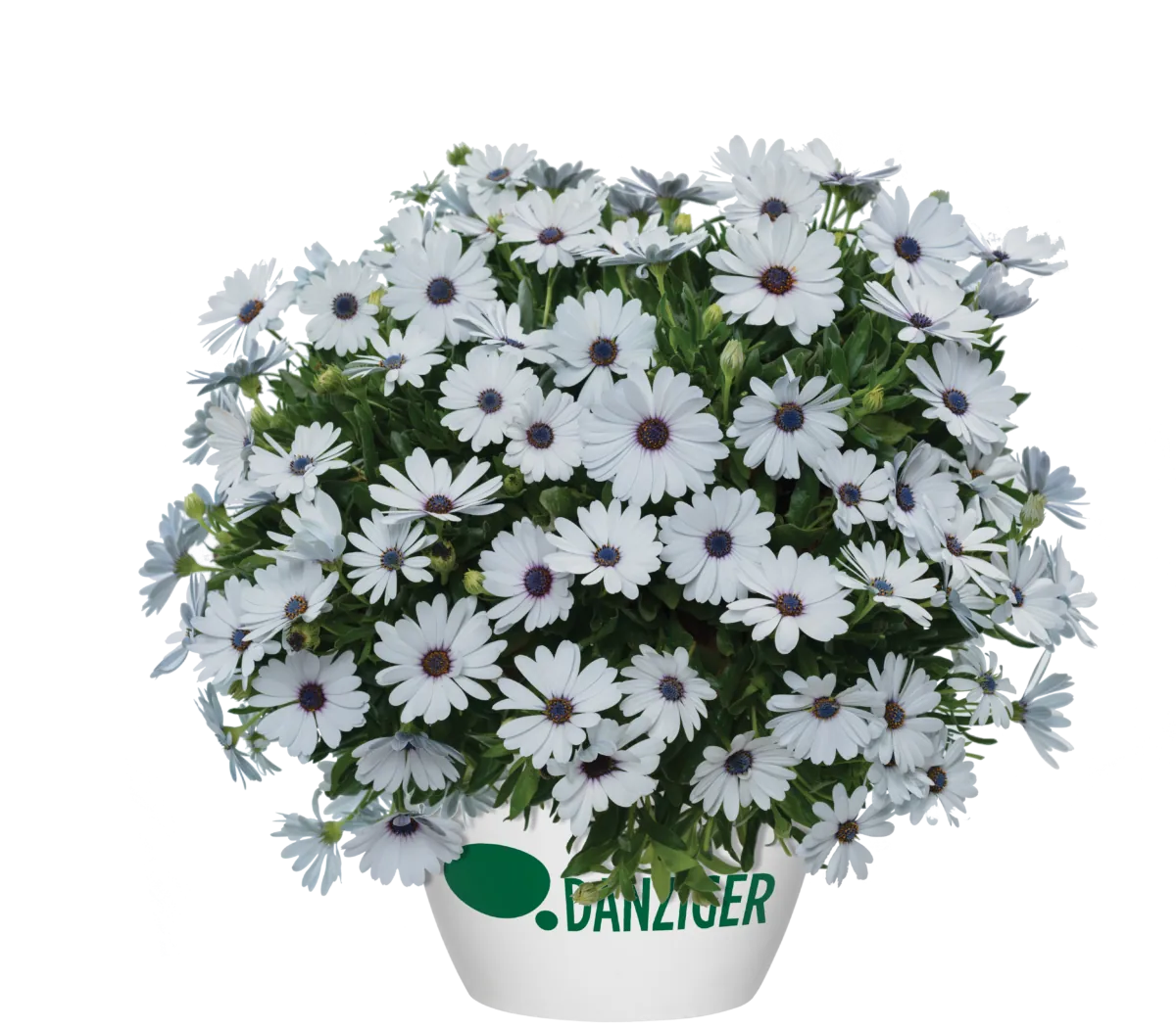 Osticade™ Pure White