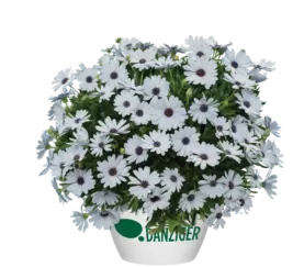 Osticade™ Pure White