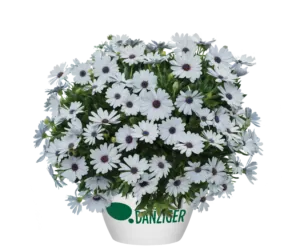 Osticade™ Pure White