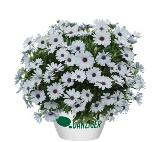 Osticade™ Pure White