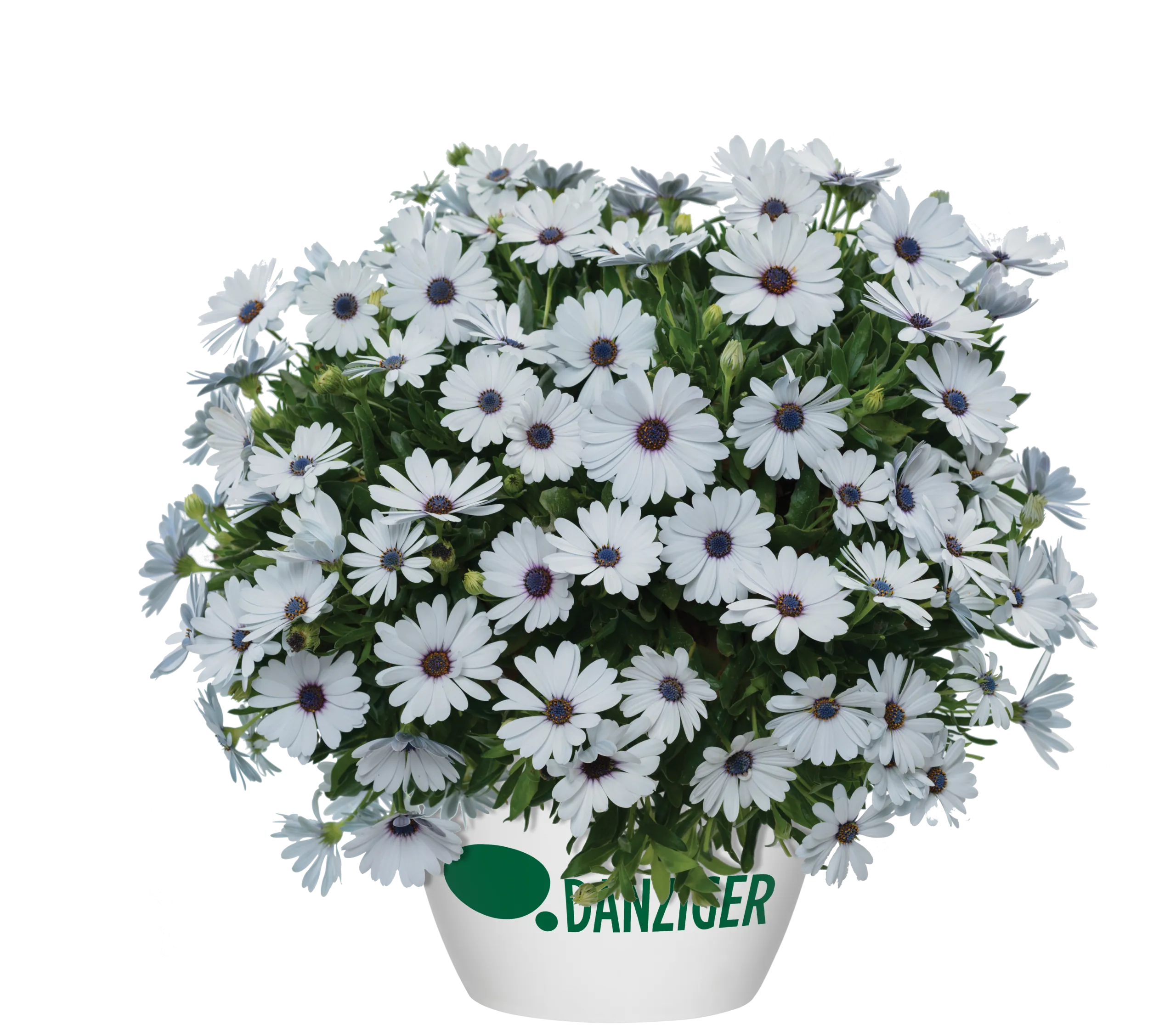 Osticade™ Pure White - Danziger