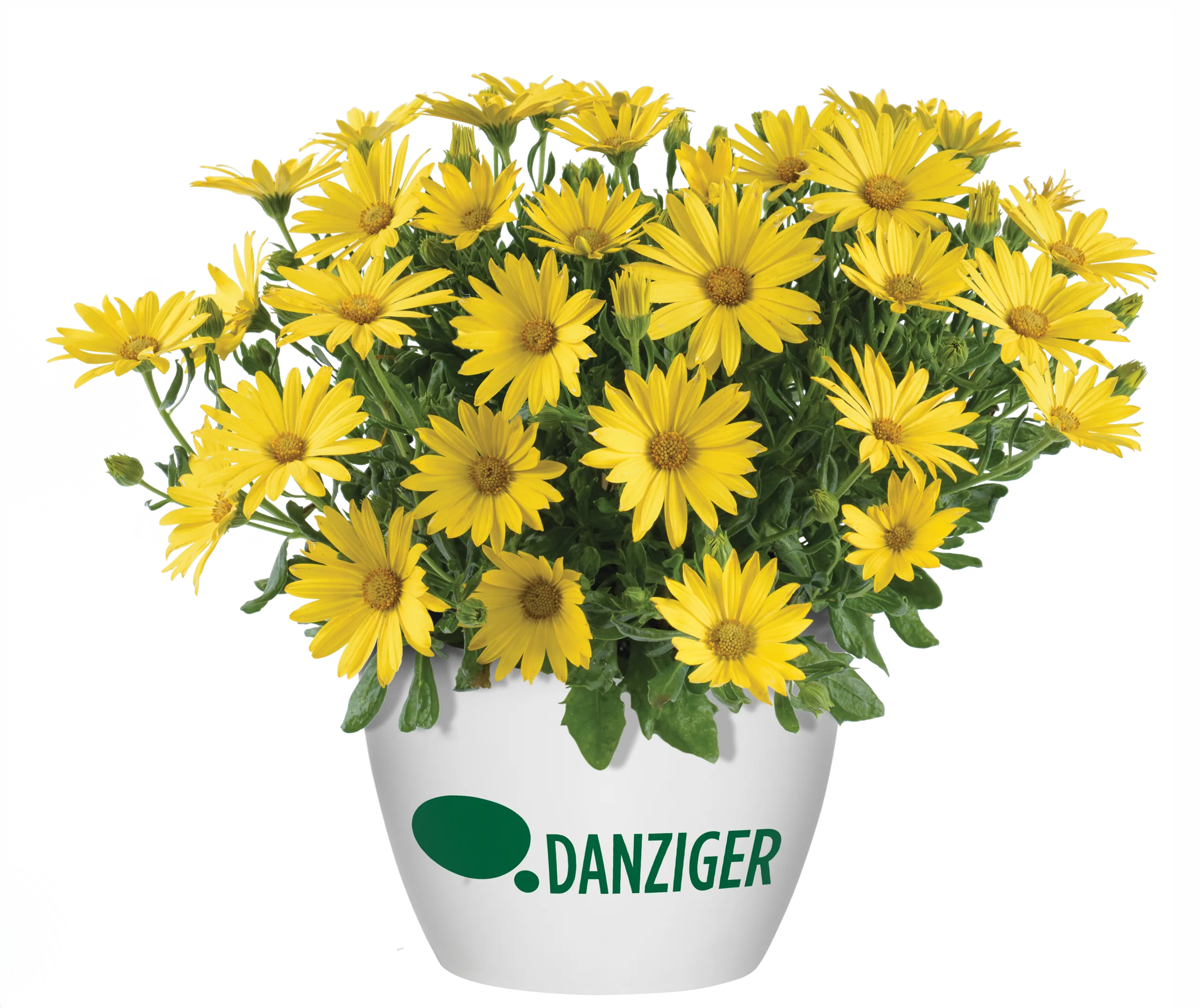 Ostica™ Glamour - Danziger