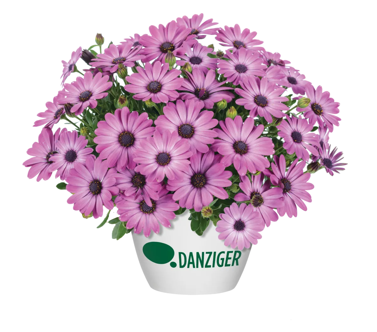 Ostica™ Mega Pink
