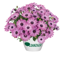 Ostica™ Mega Pink