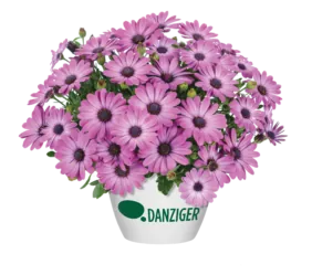 Ostica™ Mega Pink