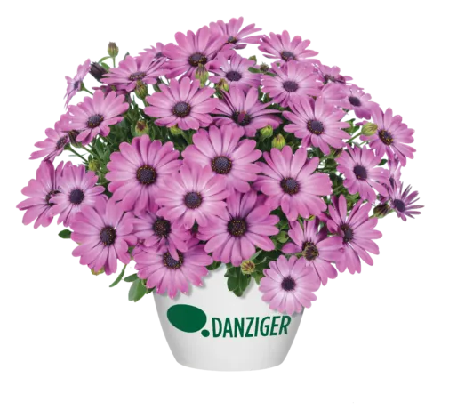 Ostica™ Mega Pink