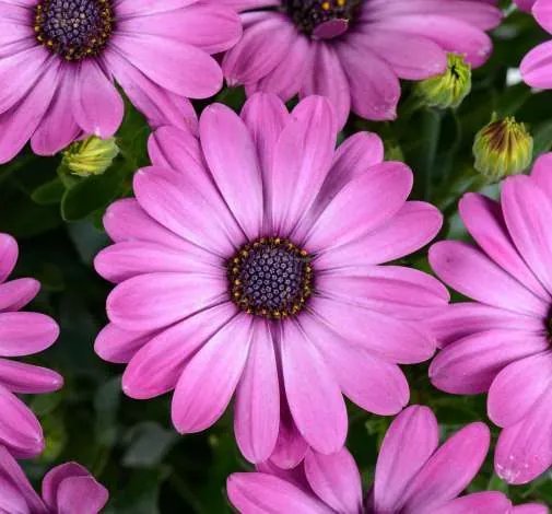 Ostica™ Mega Pink