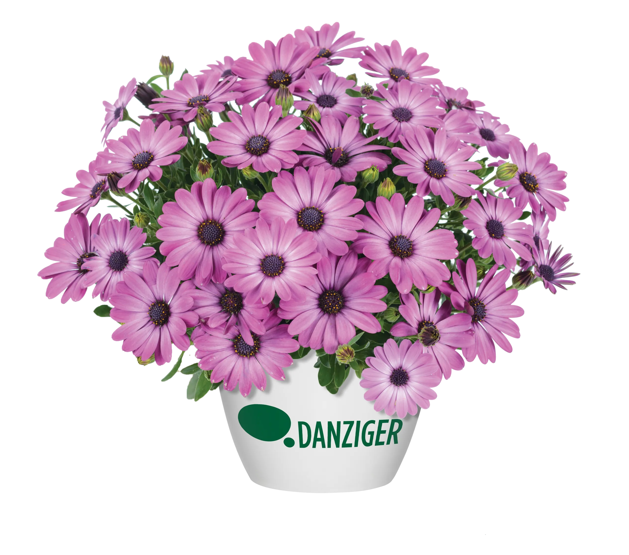 Ostica™ Mega Pink - Danziger